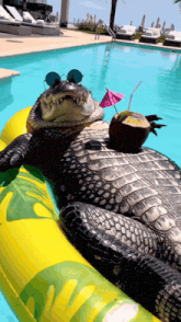 An alligator lounges on a pool float, wearing sunglasses with a coconut within reach.
