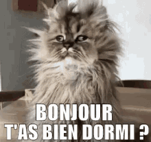 A ruffled kitten asks, "Good morning, did you sleep well?" A funny GIF to send in the morning to check in with loved ones.
