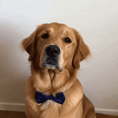Un chien portant un nœud papillon bleu reçoit une pluie de confettis.