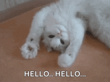 A white cat waves from the floor: Hello, hello… A funny, sweet GIF for greeting someone or gently getting their attention.