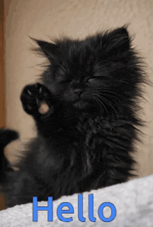 A little black cat raises a paw to say Hello.