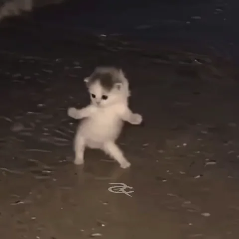 Two little kittens appear to dance while standing on their hind legs.