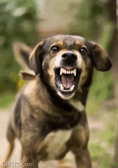 A dog barks with its teeth showing.