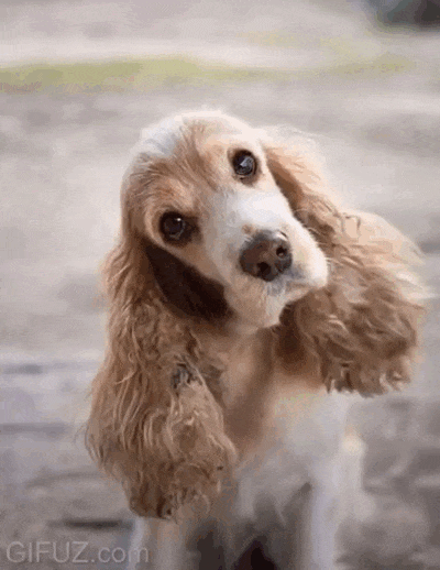 An adorable cocker spaniel tilts its head with an endearing look.