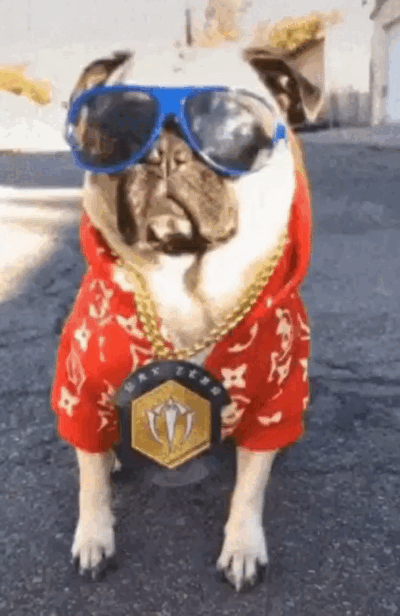 Un chien porte de grandes lunettes bleues, une chemise rouge à fleurs et une chaîne avec un médaillon doré.