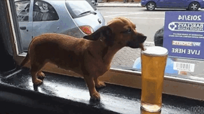 A curious dog laps up foam from the edge of a beer glass.