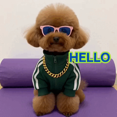 A little dog in a tracksuit and pink glasses greets you with a stylish Hello.