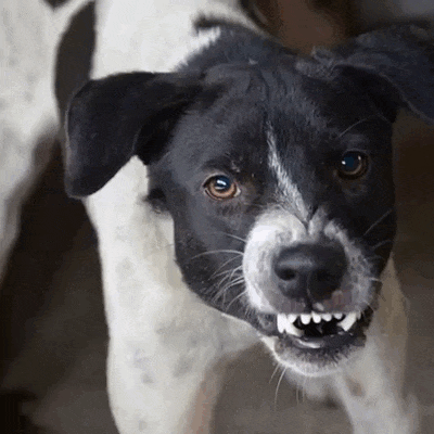 A black-and-white dog growls with its teeth showing.