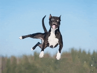 Un chien noir et blanc bondit dans les airs devant un ciel bleu.