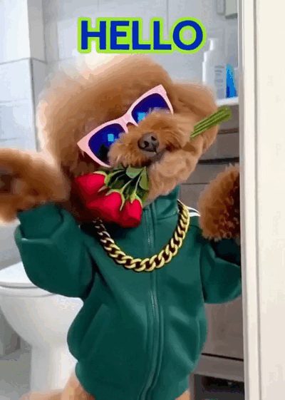 A dog in pink glasses arrives with a bouquet and a cheerful Hello.