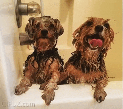 Two soaking wet dogs wait in their bathtub.