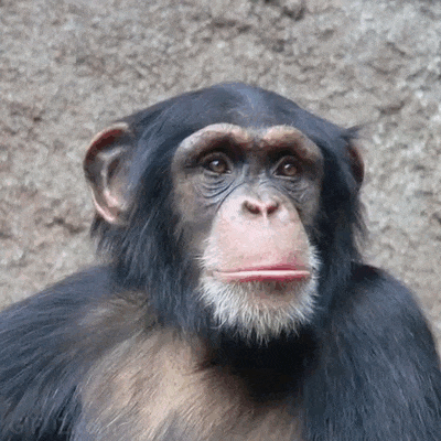 A chimpanzee wears a mocking expression.