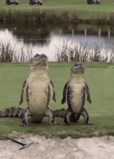 Two crocodiles show off their dance moves to set the mood.