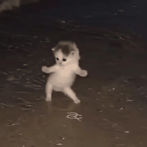 Due piccoli gattini sembrano ballare mentre stanno in piedi sulle zampe posteriori.