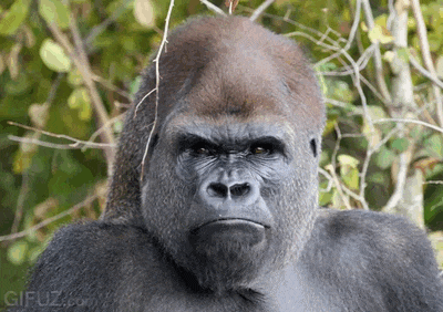 A gorilla says no with an expressive reaction.