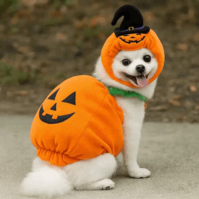 A small white dog wears an orange pumpkin costume and a witch's hat.