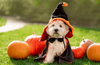 A small white dog wears a wizard's cloak and hat among pumpkins.