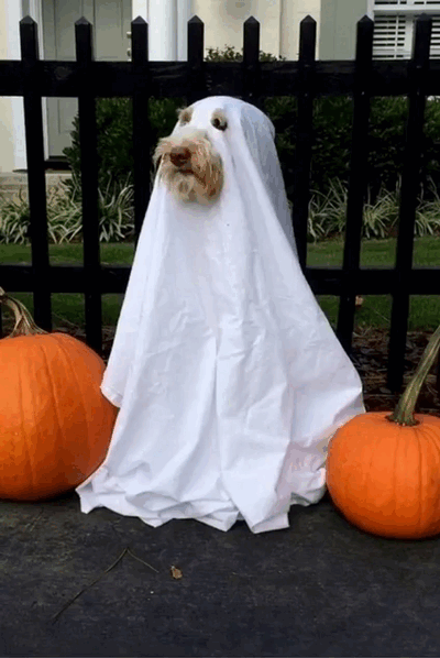 A dog dressed as a ghost beneath a white sheet sits between two pumpkins.