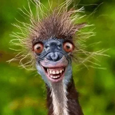 A ruffled bird wears an absurdly broad smile.