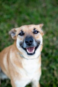 Un chien au grand sourire