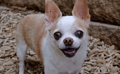A little Chihuahua wears an adorably happy expression.