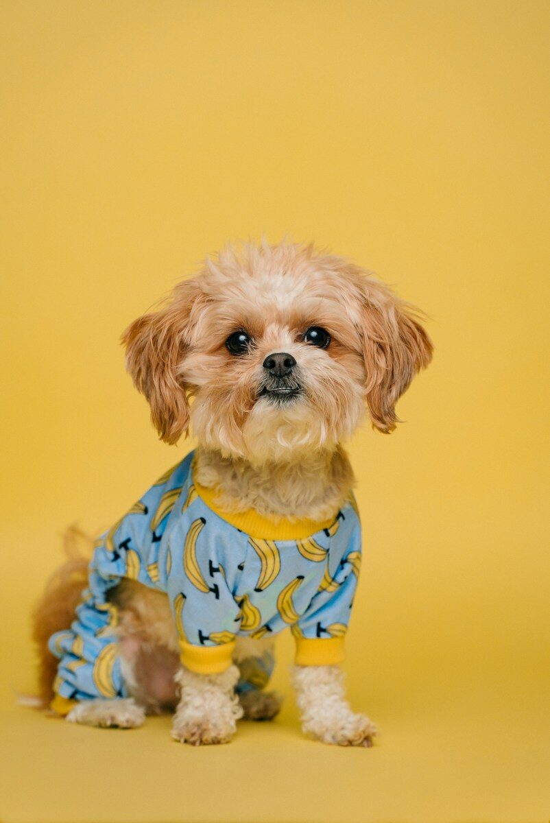 Un petit chien en pyjama sur fond jaune