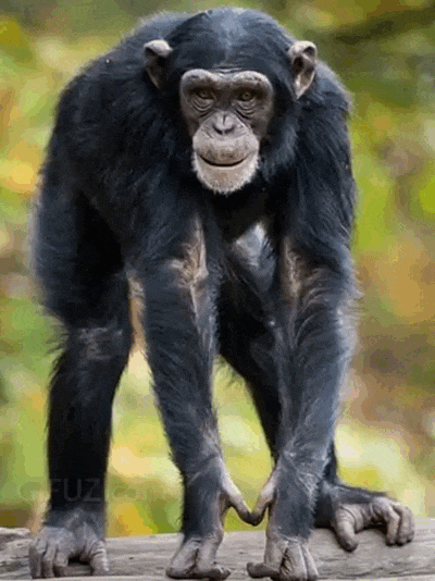 A chimpanzee raises its middle finger from a tree trunk.