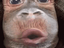 A close-up monkey face expresses total astonishment.