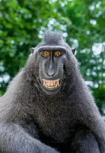 A monkey wears a particularly mocking smile.