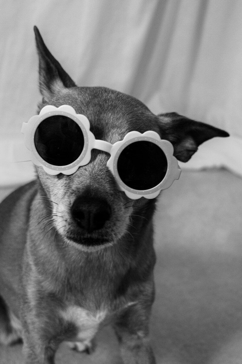 A black and white dog wearing flower-shaped sunglasses